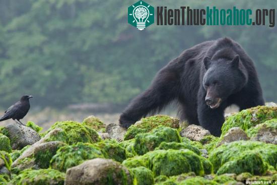 Đây chính là thiên đường của các loài động vật hoang dã.