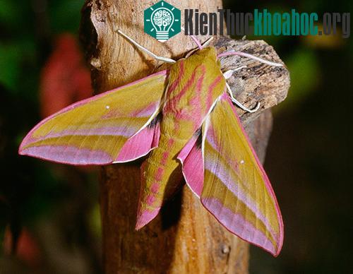 Bướm đêm Deilephila elpenor có màu hồng và phân bố khắp từ Địa Trung Hải tới Châu Á Thái Bình Dương (ngoại trừ đảo Đài Loan).