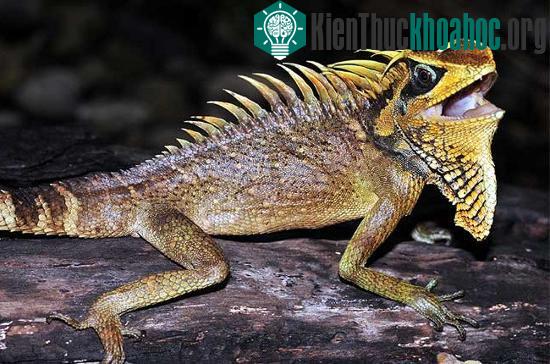 Loài bò sát này được đặt tên theo tên của nữ khoa học gia xinh đẹp người&nbsp;Nga (Natalia) đã có nhiều cống hiến và nghiên cứu bò sát, lưỡng cư ở Việt Nam.
