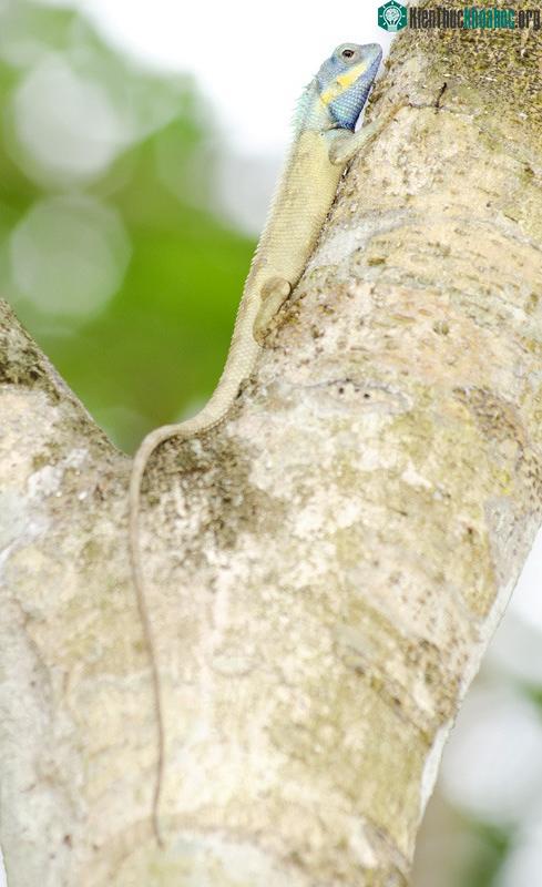 Có sự trớ trêu này là vì Calotes bachae bị nhầm lẫn với một loài thằn lằn có hình dạng tương tự, sinh sống phổ biến ở Myanmar và Thái Lan.