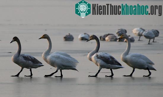 Đàn thiên nga đi trên mặt hồ đóng băng ở Nhuế Thành thuộc tỉnh Sơn Tây, Trung Quốc.