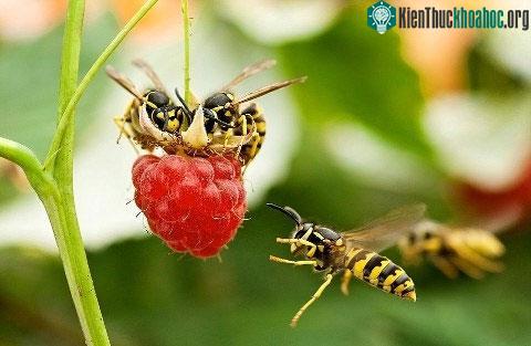 Hai con ong bắp cày đánh chén trên quả mâm xôi chín mọng và một con khác chuẩn bị tham gia bữa tiệc.