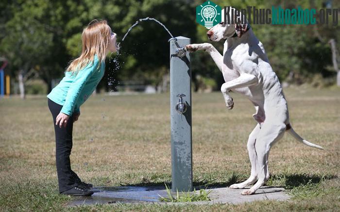 Jack, một chú chó thuộc giống Pointer của Anh đứng bơm nước cho cô chủ uống một cách điệu nghệ.