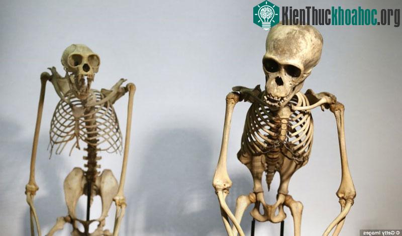 Bộ sưu tập kỳ lạ về các loài động vật ảnh 1