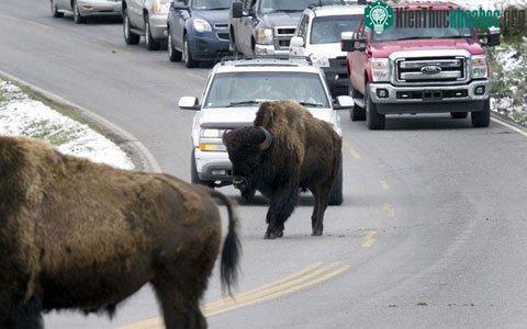 Sự xuất hiện của những con bò rừng trên một đường thuộc công viên quốc gia &nbsp; Yellowstone, bang Wyoming, Mỹ đã gây nên tình trạng tắc nghẽn giao thông.