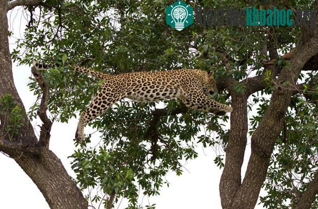 Một con báo đực ở Kenya nhào mình trên không trung.