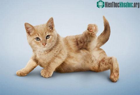 Những con mèo trong ảnh thuộc sở hữu của Liên đoàn Bảo vệ Động vật, một tổ chức quốc tế.