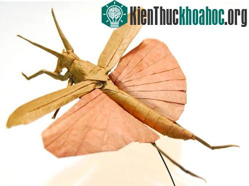Bộ sưu tập côn trùng độc đáo bằng... giấy ảnh 1