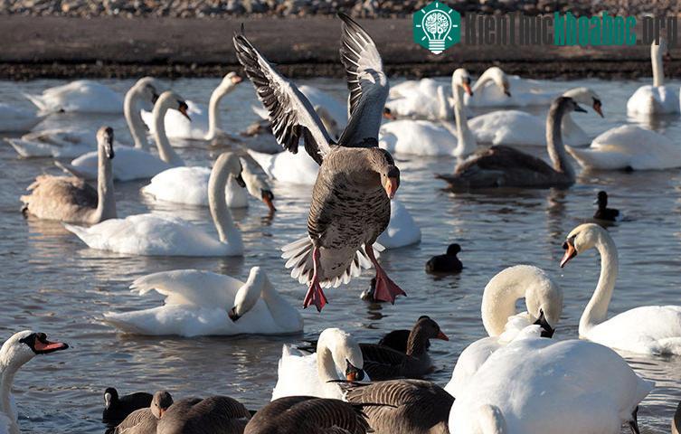 Ngỗng và thiên nga bơi trên hồ nước tại Trung tâm ngập nước Slimbridge ở Stroud, Anh.