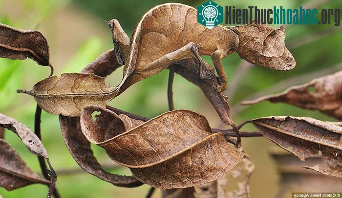 Tắc kè hoa như biến thành chiếc lá khô trong công viên quốc gia Andasibe-Mantadia ở Madagascar