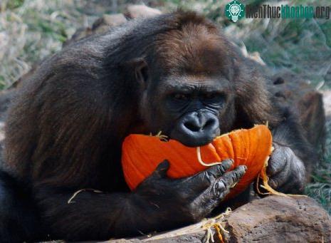 Ngộ nghĩnh động vật chơi Halloween ảnh 11