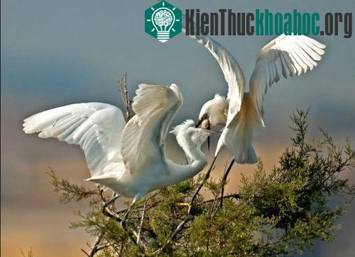 Ăn no, lũ chim thảnh thơi ngồi rỉa lông rỉa cánh.