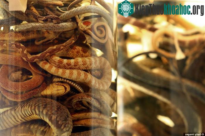 Bộ sưu tập kỳ lạ về các loài động vật ảnh 11