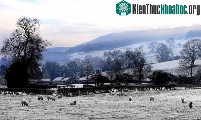 Những con cừu trưởng thành với bộ lông ấm áp thong dong gặm cỏ cừu gần Đông Witton, ở Yorkshire Dales