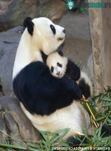 Gấu trúc ôm con âu yếm.