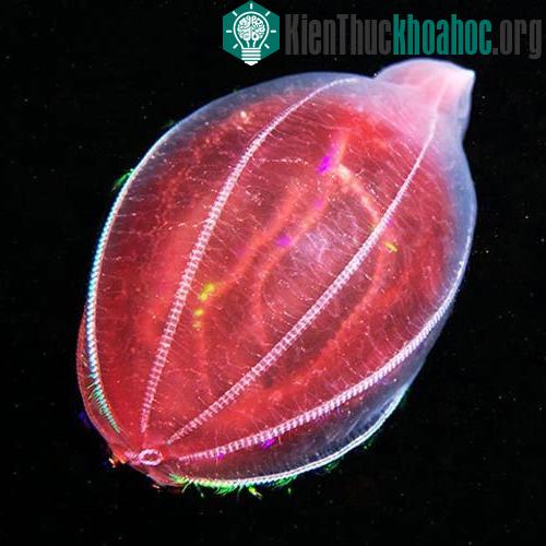 Một chú sứa hình lược đang bơi cùng với thức ăn trong người.