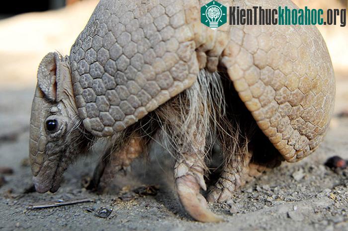 Loài tatu Brazil (Tolypeutes tricinctus) được chọn làm linh vật cho World cup 2014. Đây là một loài thú quý hiếm, đang có nguy cơ tuyệt chủng.