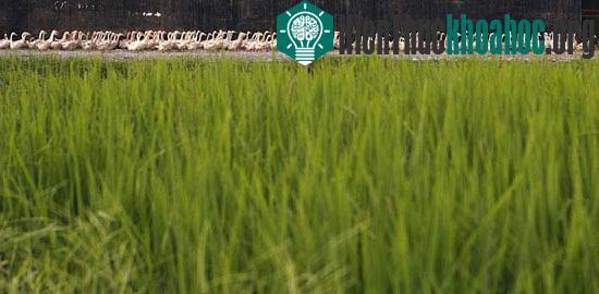 Những khoảnh khắc vàng của động vật năm châu ảnh 13