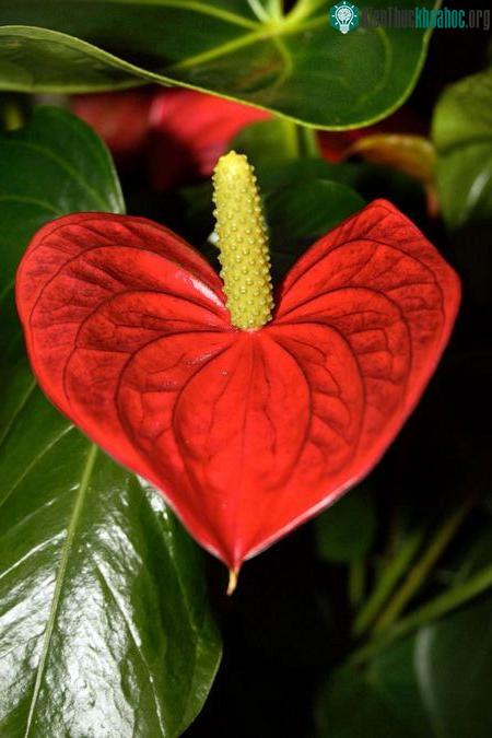 Những trái tim lãng mạn giữa thiên nhiên ảnh 13