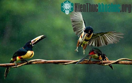 Những bức ảnh đẹp nhất về môi trường 2010 ảnh 14