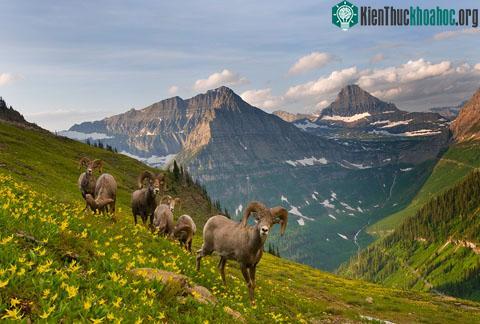 100 ngày ở công viên Glacier ảnh 15