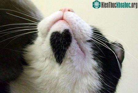 Những trái tim lãng mạn giữa thiên nhiên ảnh 16