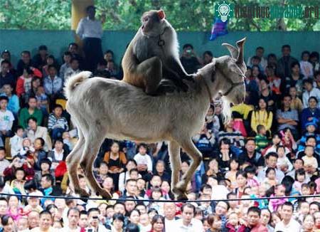 Ảnh đẹp động vật trong tuần ảnh 2