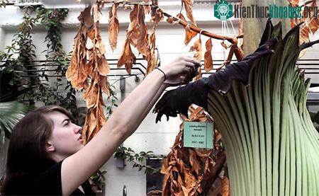 Hoa xác thối hút người xem ảnh 2