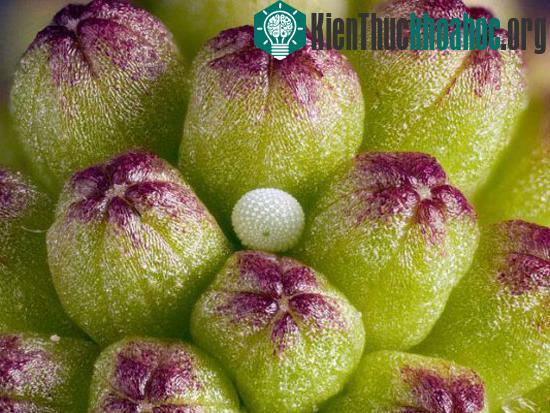 Những bức ảnh thế giới vi mô đẹp nhất năm 2010 ảnh 2