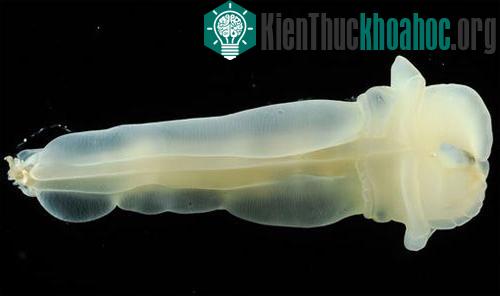 10 động vật biển kỳ lạ ảnh 2