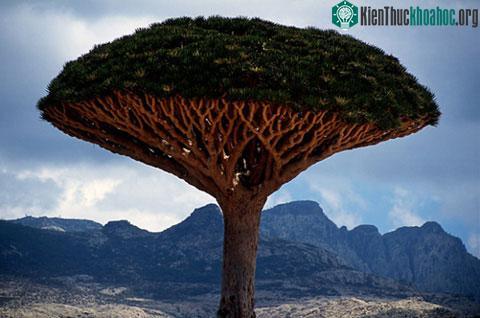 Vẻ đẹp hoang sơ của đảo Socotra ảnh 2