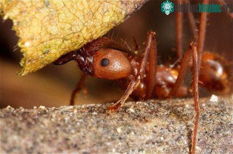 10 'lực sĩ' trong thế giới động vật ảnh 2