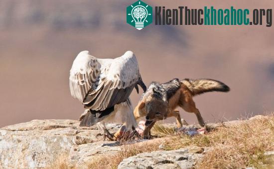 Không chịu thua kém, chó rừng cũng phản công lại kền kền.