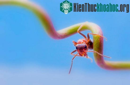 Một chú kiến bé xíu dưới góc chụp của Leon.