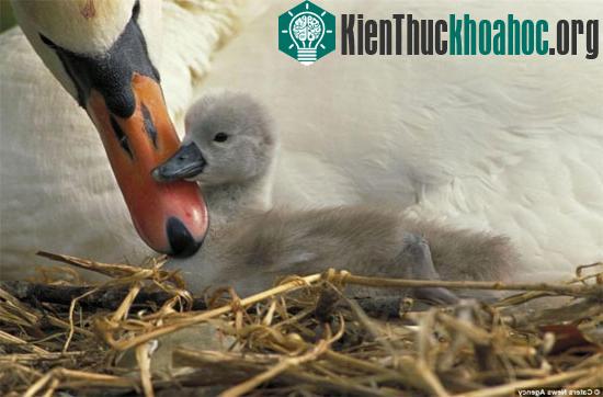 Chú thiên nga con đang được mẹ âu yếm vuốt ve.
