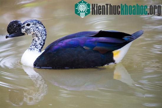 Vịt mồng (Sarkidiornis melanotos)