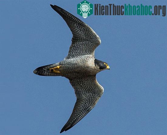 Chim ưng Peregrine là loài khá phổ biến ở Vatican. Chúng nổi tiếng&nbsp;là loài chim bay nhanh nhất trên thế giới. Sải cánh dài của chúng&nbsp;có hình dạng mũi tên, cho phép chúng đạt tốc độ 180km/h.