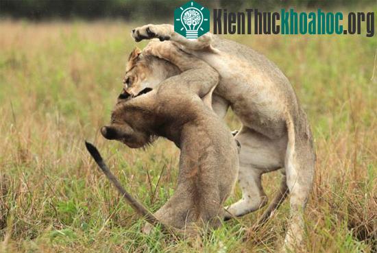Cuộc chiến của 2 chú sư tử con dường như chỉ là cách chúng khởi động cho bữa sáng.
