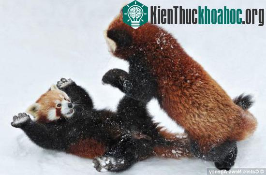 Ngã rồi, nhưng trận chiến vẫn chưa kết thúc.