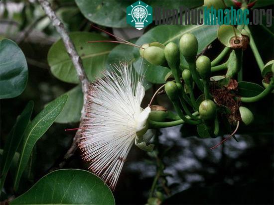 Sức sống của bàng vuông được minh chứng bằng những&nbsp;chùm hoa tuyệt đẹp, có dáng điệu như một con công xòe đuôi múa.