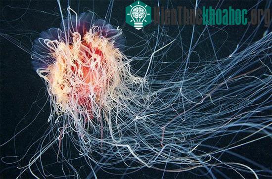 Kẻ thù của loài sứa này là chim biển, cá thái dương, các loài sứa biển khác và rùa biển.