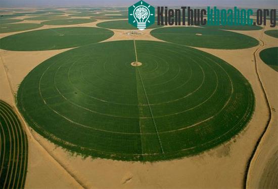 Sa mạc Arab Saudi vẫn rất xanh tươi.