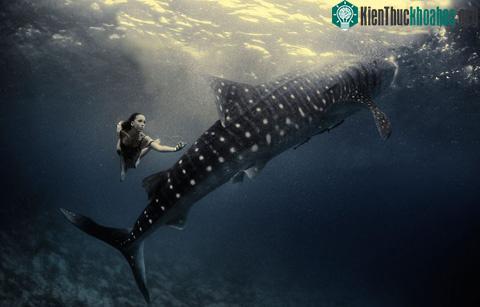 Hai nhiếp ảnh gia là Shawn Heinrichs và Kristian Schmidt lặn nhiều giờ dưới đại dương để ghi lại hình ảnh.