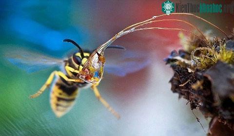 Ong bắp cày đang ôm giọt nước trong veo