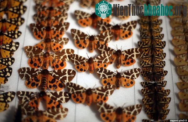 Bộ sưu tập kỳ lạ về các loài động vật ảnh 2