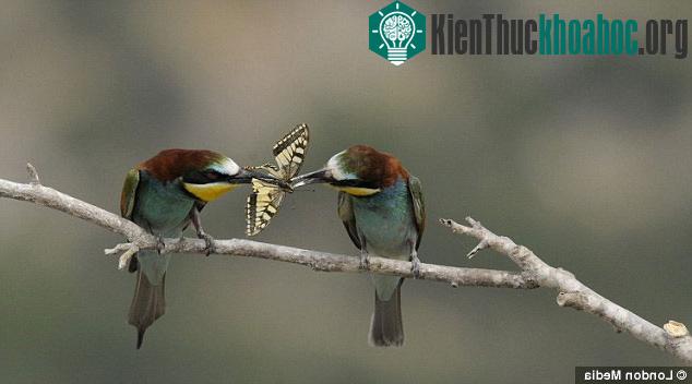 Sau một chút do dự, “cô gái” đã quyết định nhận quà và nhanh chóng cắp con mồi.