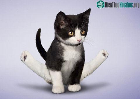 Yoga là phương pháp đặt thể xác và hoạt động hô hấp vào các tư thế, trạng thái đặc biệt dưới sự kiểm soát khắt khe của ý thức.