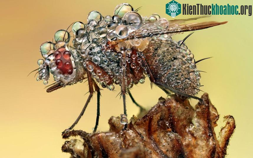 Những giọt sương khiến chú ruồi này như lột xác với một bộ cánh lấp lánh.