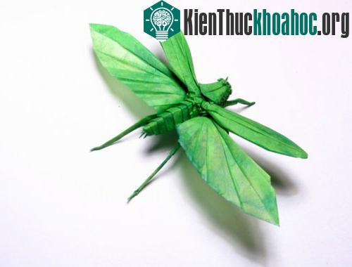 Bộ sưu tập côn trùng độc đáo bằng... giấy ảnh 2