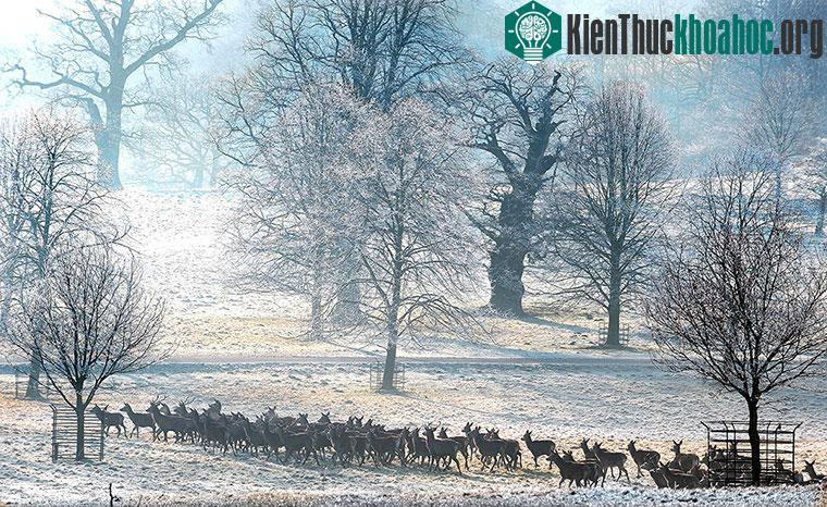 Đàn hươu đi dưới sương trắng ở Studley Royal, Anh.